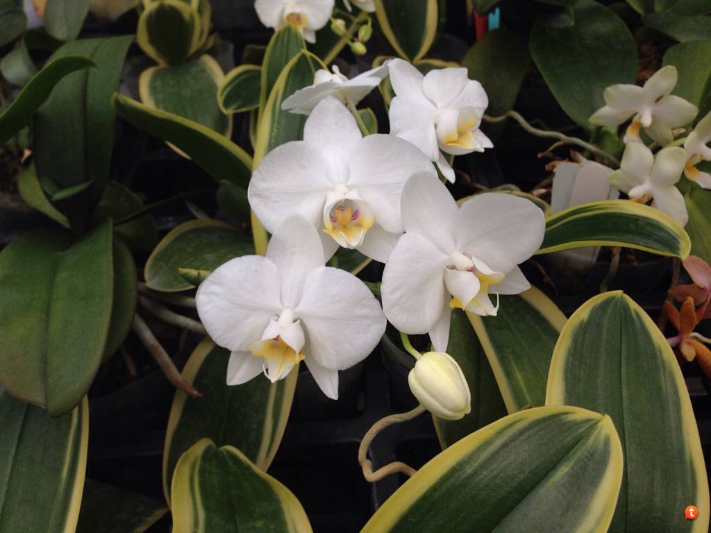 Орхидея Phal. Aphrodite Variegated Leaves - купить, доставка Украина